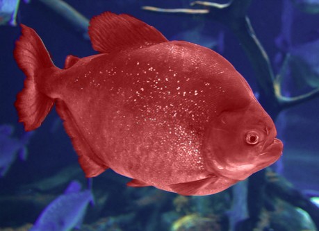 The Dream of the Red and Blue Fish