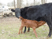 New Calf