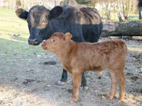 Blessing’s Calf