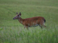 Vacation 2011 – Cades Cove Friday Morning