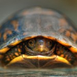 How To Witness If You’re Shy