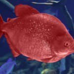 The Red and Blue Fish – What Could it Mean Now?