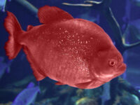 The Red and Blue Fish – What Could it Mean Now?