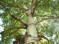 The Trunk and The Branches