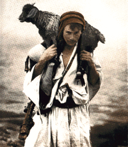 carrying-sheep