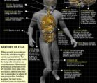 Anatomy of #FEAR