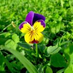 As the snow and dews of heaven filled