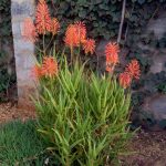 Blossoming of a Student on the Mission Field