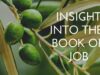 Insight into the book of Job