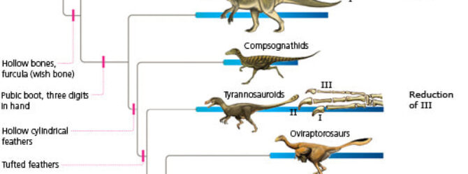 Dinosaurs evolved into tiny tweety little birdies? Apes turned into…