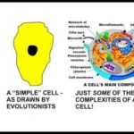 If you can’t see the intelligence within the design of…