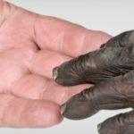 Taken together, genomic data for both the alleged fusion and…