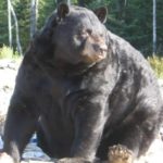 The Atheist and The Bear An atheist was taking a…