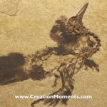 ANOTHER… “EVOLUTION CRUSHER” Let the real fossils records show!! Visit…
