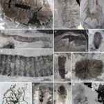 Cambrian Fossil The last layers of fossils on the earth’s…