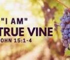 **“I am the True Vine”**(John 15:1) is the last of…