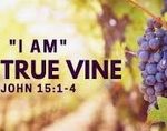 **“I am the True Vine”**(John 15:1) is the last of…