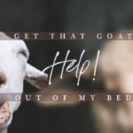 Perry Classics | Help! Get That Goat Out of My Bed!