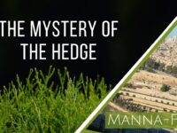 The Mystery of The Hedge | Episode 903