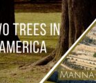 Two Trees in America | Episode 906