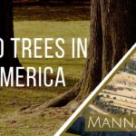 Two Trees in America | Episode 906