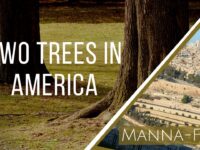 Two Trees in America | Episode 906