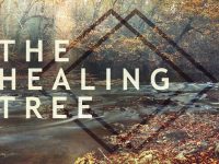 The Healing Tree | Jentezen Franklin