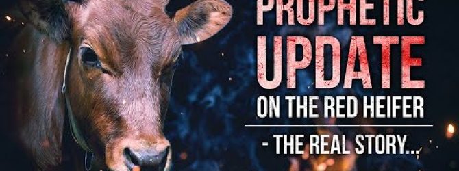 An Update On The Red Heifer – The Real Story | Perry Stone