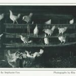 This Day, June 17, In Jewish History by Mitchell A and Deb Levin