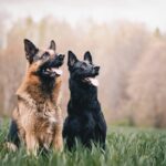 Do Dogs go to Heaven?