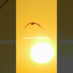 ‘No good thing will He withhold From those who walk uprightly.’ Psalm 84:11. 🙏