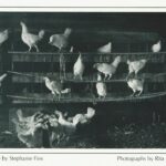 This Day, June 17, In Jewish History by Mitchell A and Deb Levin Z"L